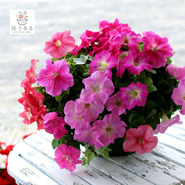 楽天市場 ペチュニアのハンギング寄せ植え スイート ピンク シンプル 寄せ植え セット ギフト 花 寄植え 鉢植え 壁掛け ハンギング 春 夏 通販 花うるる 花でうるおう毎日