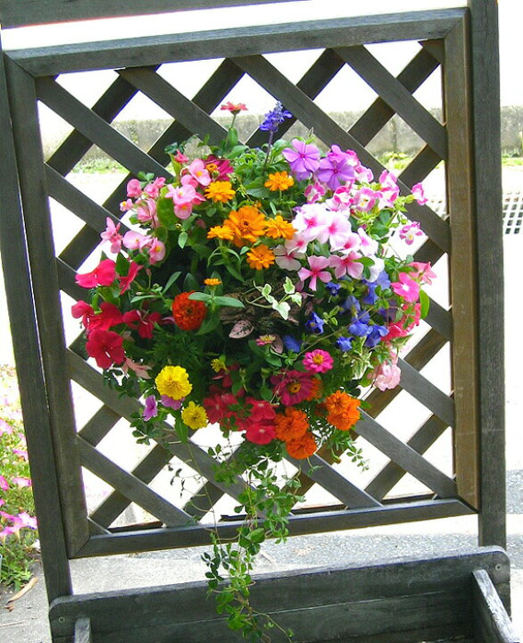 買収 送料無料 花うるる特製アレンジ おまかせハンギングバスケット Lサイズ 開花期 4月から最長半年 夏 春 秋 ギフト ガーデニング 寄せ植え 買収 送料無料 花うるる特製アレンジ おまかせハンギングバスケット Lサイズ 開花期 4月から最長半年 夏 春 秋 ギフト ガーデニング 寄せ植え