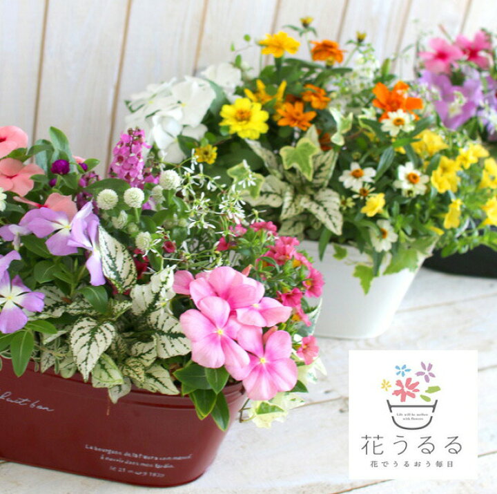楽天市場 送料無料 ブリキ製プランター寄せ植え 花うるるおまかせアレンジinブリキプランター 選べるプランター 横長 寄せ植え ギフト 玄関 鉢植え セット 春 新築祝い フラワーギフト 誕生日 プレゼント 女性 友人 40代 50代 60代 70代 80代 花 新築祝い
