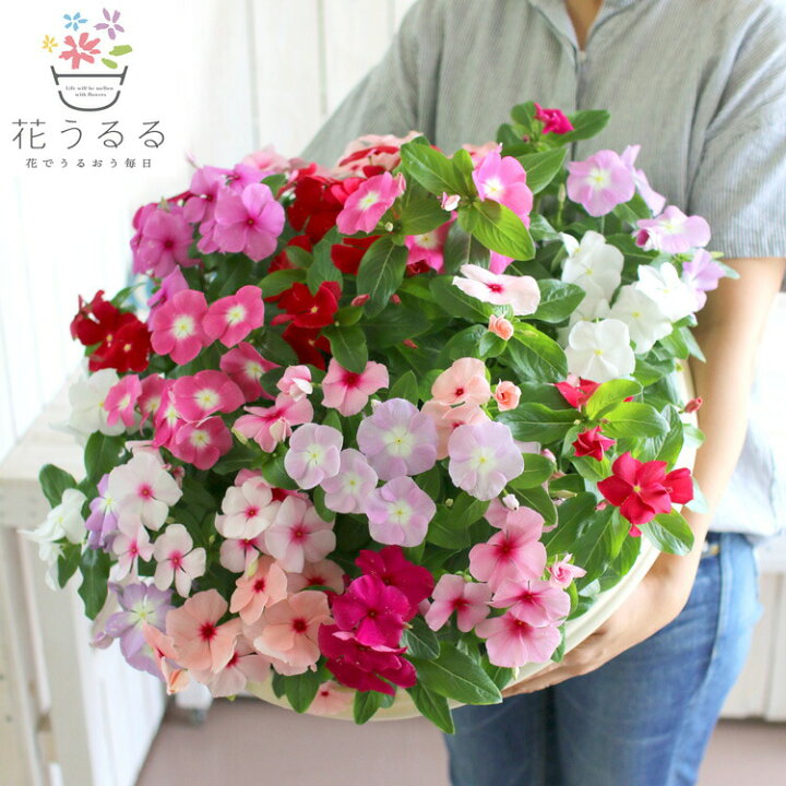 楽天市場 送料無料 ニチニチソウのメガ盛り寄せ植え ジュエリーbox Grande 寄せ植え ビンカ 日日草 鉢植え 寄せ植え 花うるる 花 でうるおう毎日