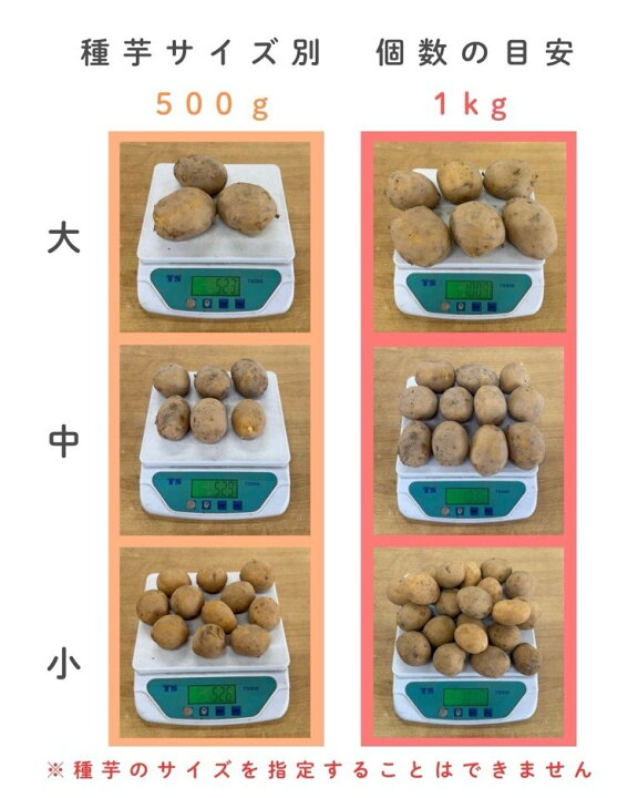 楽天市場】幻の品種!? 希少入荷 再販無し 夏植え 秋植え じゃがいも 種 