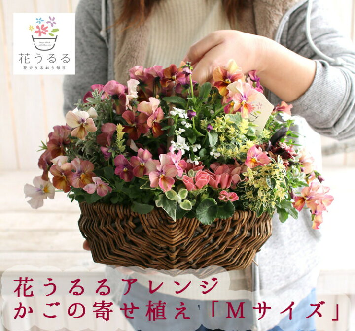 楽天市場 オーダー可能 送料無料 花うるるアレンジ かご型ギャザリング寄せ植え ｍサイズ Yose Sa1 ギャザリング 寄せ植え 通販 花 ガーデニング 園芸 春 ギフト 歓送迎 花うるる 花でうるおう毎日