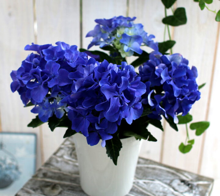 楽天市場 キュートなミニ秋色アジサイ 品種 アマランス プチ 4号鉢 アンティーク アジサイ 紫陽花 あじさい 鉢植え アジサイ 紫陽花 秋色 品種 花うるる 花でうるおう毎日 楽天市場 キュートなミニ秋色アジサイ 品種 アマランス プチ 4号鉢 アンティーク アジサイ 紫陽花 あじさい 鉢植え アジサイ 紫陽花 秋色 品種 花うるる 花でうるおう毎日