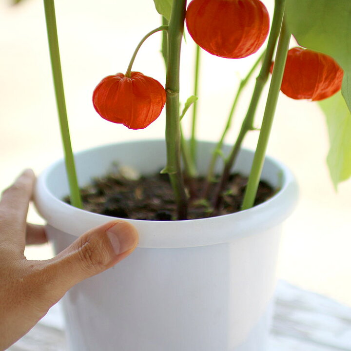 あす楽 14時まで カステラ巻 どら焼き ほおずきの鉢植え ほおずき鉢植え文明堂詰合セット 鉢植え ホオズキ鉢植え ほおずき