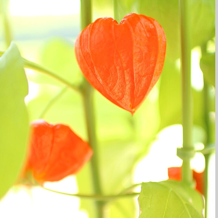 ほおずき 5号鉢サイズ お中元 お盆 ほうずき ほうづき ほおづき ホオズキ 御中元 懐かしい夏の思い出 父の日特集 薫る花 鉢植え 鉢花 鬼灯 再入荷 鉢植え