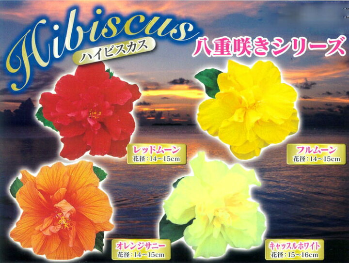 楽天市場 珍しい八重咲きハイビスカス４色から ハイビスカス 鉢植え 5号鉢 高さ約40 50cm サマー ギフト プレゼント 鉢植え お中元 誕生日 結婚祝い カード付きok 花鉢 開業祝い 髪飾り 花うるる 花でうるおう毎日
