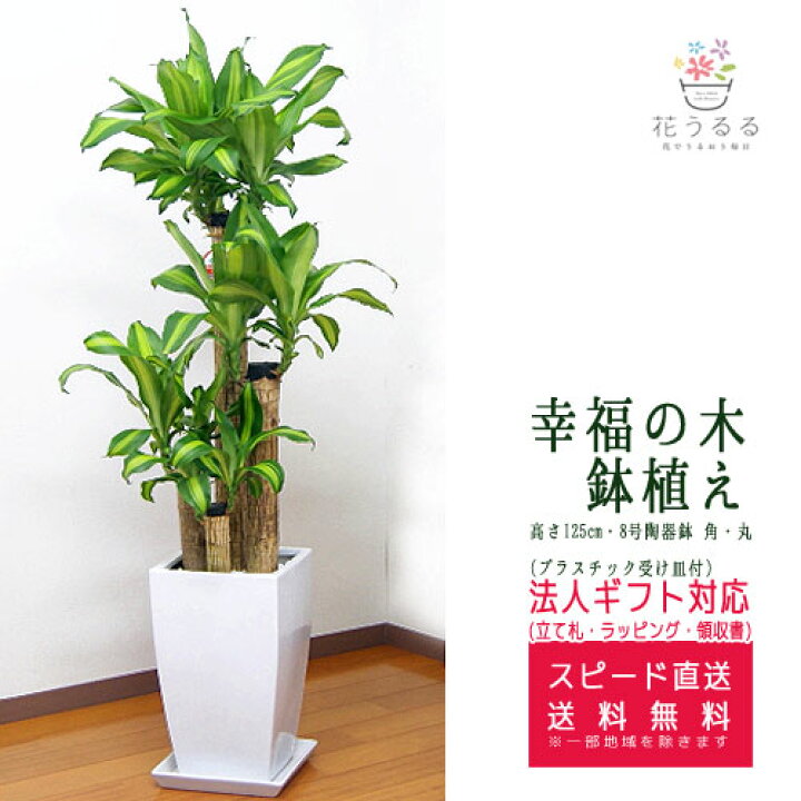 楽天市場 観葉植物 幸福の木8号陶器鉢 角 高さ約1 25m ドラセナ マッサンゲアナ Mass08 004 大型 開店祝い 新築祝い 引越し祝い インテリア アジアン おしゃれな植木鉢 送料無料 花うるる 花でうるおう毎日