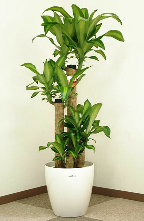 楽天市場】観葉植物 幸福の木8号プラスチック鉢(鉢カバー付) 高さ約1.2 