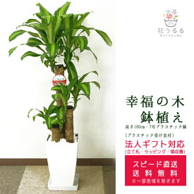 楽天市場 観葉植物 ドラセナ マッサンの通販
