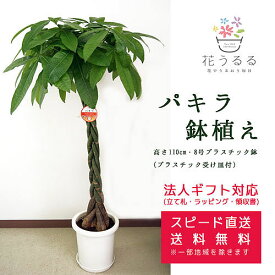 観葉植物 パキラ8号プラスチック鉢 高さ約1.1m 【pach08-006】大型 開店祝い 新築祝い 誕生日プレゼント 引越祝い インテリア モダン おしゃれな植木鉢 送料無料