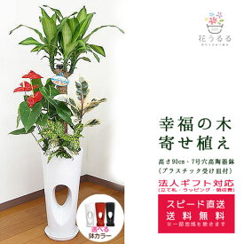 楽天市場 赤 種類 植物 ドラセナ 幸福の木 観葉植物 花 観葉植物 花 ガーデン Diyの通販