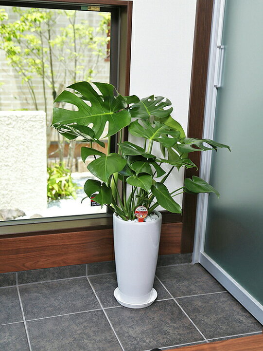 楽天市場】観葉植物 モンステラ7号陶器鉢L(白) 高さ約80cm 【mons07 