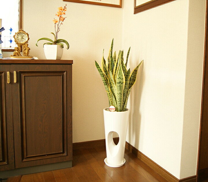 楽天市場 観葉植物 サンスベリア7号穴高陶器鉢 高さ約100cm サンセベリア トラノオ Sans07 開店祝い 新築祝い 誕生日プレゼント 引越祝い インテリア おしゃれな植木鉢 送料無料 花うるる 花でうるおう毎日