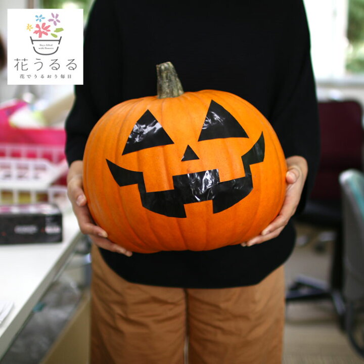 楽天市場 送料無料 ハロウィン用に 巨大な本物カボチャ Lサイズ 直径約27cm 顔のシール付き ジャックオーランタン ジャックランタン パンプキン 飾り 花うるる 花でうるおう毎日
