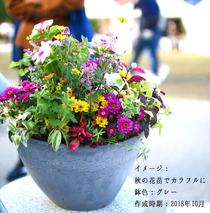 楽天市場】ありきたりな寄せ植えに満足できない方へ [花うるる 