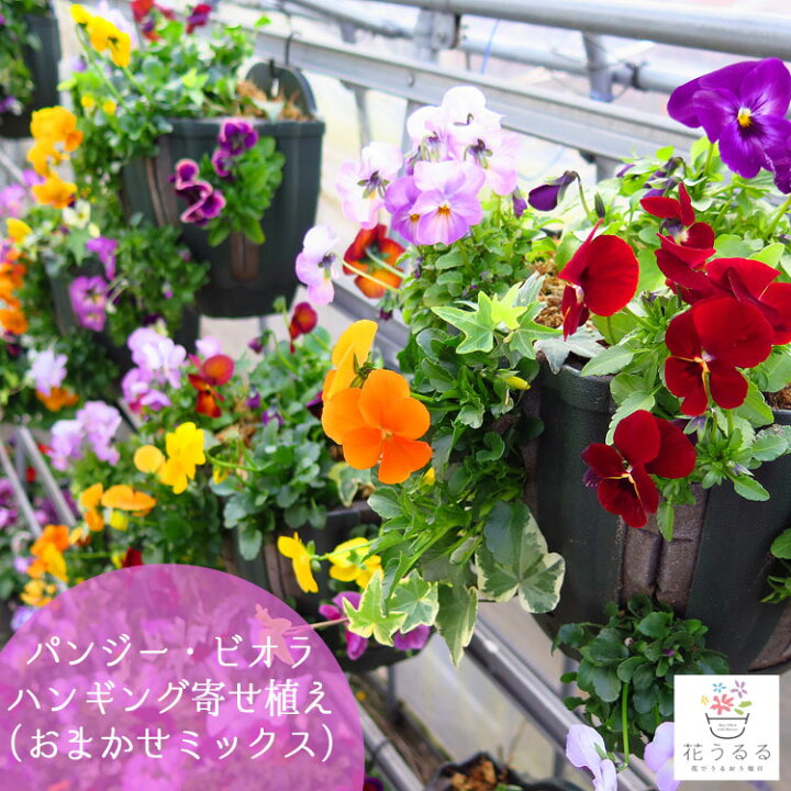 楽天市場 送料無料 花うるるのパンジー ビオラのハンギングバスケット寄せ植え おまかせミックス 開花期 11月 4月 鉢植え 花 ギフト ハンギング 鉢植え 花 ギフト 寄せ植え 玄関 冬 春 新築祝い フラワーギフト 誕生日 プレゼント 女性 友人 結婚記念日 花