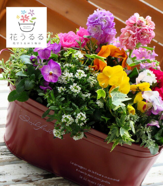 楽天市場 ブリキ製プランター寄せ植え 花うるるおまかせアレンジinブリキプランター 選べるプランター 寄せ植え ギフト 玄関 鉢植え セット 冬 春 新築祝い フラワーギフト 誕生日 プレゼント 女性 友人 40代 50代 60代 70代 80代 花 結婚記念日 おしゃれ 卒業