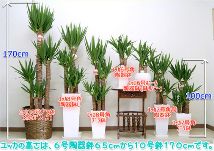楽天市場】観葉植物 ユッカ(青年の木)10号プラスチック鉢【yucc10-001 
