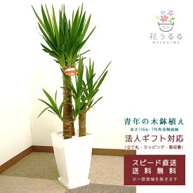 観葉植物 ユッカ(青年の木)7号角プラスチック鉢(白)高さ約1m 【kan-yucc07-006】開店祝い 新築祝い 誕生日プレゼント 引越祝い インテリア モダン 送料無料