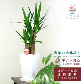 楽天市場 誕生日プレゼント 男性 観葉植物 花 観葉植物 花 ガーデン Diyの通販