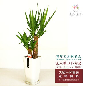 観葉植物 6号 ユッカの人気商品 通販 価格比較 価格 Com 観葉植物 6号 ユッカの人気商品 通販 価格比較 価格 Com