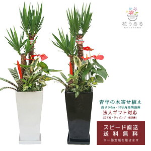 寄せ植え 鉢 おしゃれ 観葉植物の人気商品 通販 価格比較 価格 Com