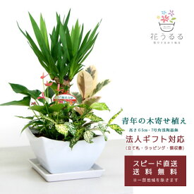 観葉植物 寄せ植え(ユッカ)7号角浅陶器鉢 高さ約65cm 【kan-yosey07-006】開店祝い 新築祝い 誕生日プレゼント 引越祝い インテリア おしゃれな植木鉢 送料無料