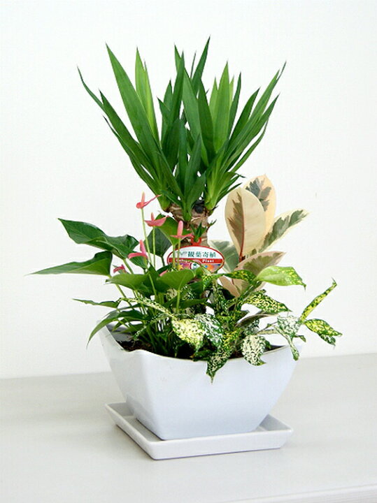 楽天市場】観葉植物 寄せ植え(ユッカ)7号角浅陶器鉢 高さ約65cm 【kan 