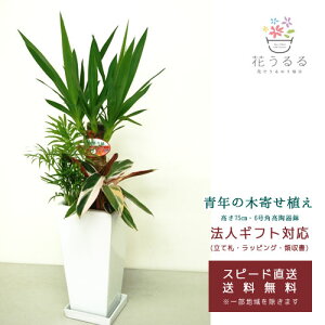 観葉植物 寄せ植え(ユッカ)6号角高陶器鉢|(白黒) 高さ約75cm【kan-yosey06-001002】開店祝い 新築祝い 誕生日プレゼント 引越祝い インテリア 送料無料
