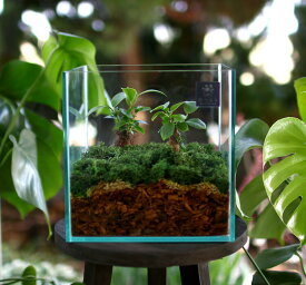 送料無料 観葉植物 [テラリウム Mサイズ] (ガジュマル×2) (ガラス ケース インテリア 完成品 観葉植物 モダン アクアリウム おしゃれ 水槽 開店祝い 新築祝い