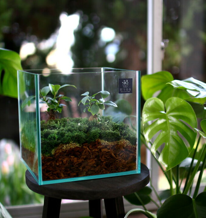 楽天市場 送料無料 観葉植物 テラリウム Mサイズ ガジュマル 2 ガラス ケース インテリア 完成品 観葉植物 モダン アクアリウム おしゃれ 水槽 開店祝い 新築祝い 花うるる 花でうるおう毎日
