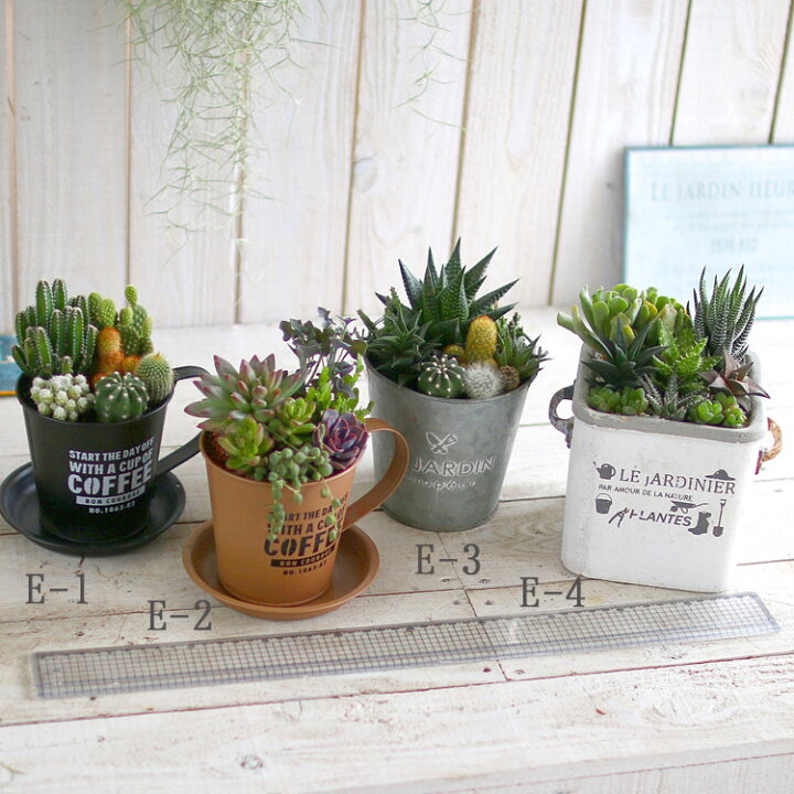 楽天市場 多肉植物 寄せ植え E 色々 現品限り 育てやすい 観葉植物 インテリア 雑貨 おしゃれ 鉢 ハオルチア ビスタ 花うるる 花でうるおう毎日