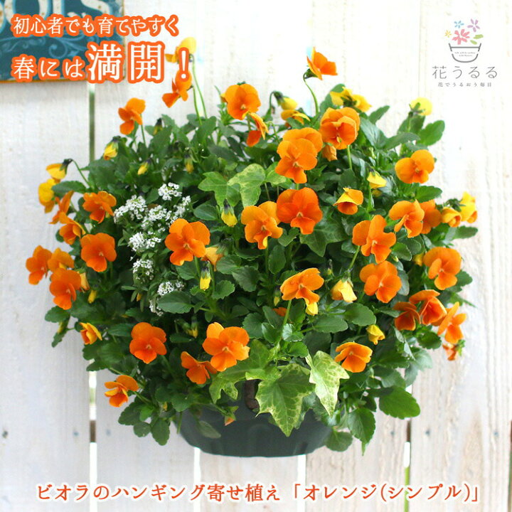 楽天市場 送料無料 ビオラのハンギングバスケット寄せ植え オレンジ シンプル 開花期 今から初夏まで ハンギング 寄せ植え 秋 ギフト 花 フラワー 誕生日 プレゼント寄植え ガーデニング フェンス プランター 花うるる 花でうるおう毎日 楽天市場 送料無料 ビオラのハンギングバスケット寄せ植え オレンジ シンプル 開花期 今から初夏まで ハンギング 寄せ植え 秋 ギフト 花 フラワー 誕生日 プレゼント寄植え ガーデニング フェンス プランター 花うるる 花でうるおう毎日