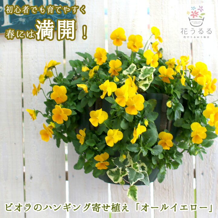 楽天市場 送料無料 ビオラのハンギングバスケット寄せ植え オールイエロー シンプル 開花期 今から初夏まで ハンギング 寄せ植え 秋 ギフト 花 フラワー 誕生日 プレゼント寄植え ガーデニング フェンス プランター 花うるる 花でうるおう毎日