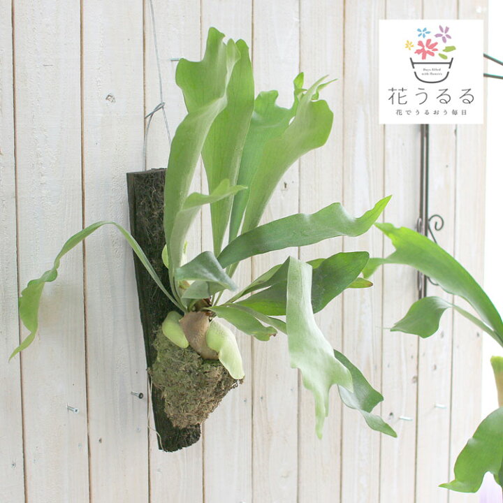 楽天市場 限定3個 観葉植物 コウモリラン アルシコルネ ビカクシダ 育てやすい インテリア 壁掛け 吊下げ 雑貨 おしゃれ 種類コウモリラン 花うるる 花でうるおう毎日