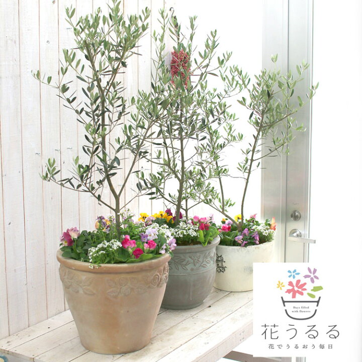 楽天市場 選べる鉢7種類 送料無料 オリーブの木 季節の花を寄せ植え 高さ100cm前後 ご自宅用 店舗 メインツリー シンボルツリー 寄せ植え 玄関先 おしゃれ フラワー ギフト ガーデニング セット 贈り物 鉢 誕生日 ギフト 新築祝いなどに 花うるる 花