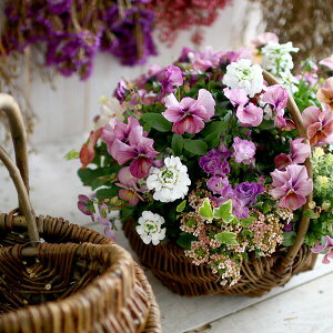 yI[_[\Ezu^MUO Ԃ񂹐A(MTCYv(MUO 񂹐A ʔ ~[~  K[fjO | Mtg } NX}X  ~ H