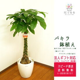 観葉植物 パキラ 8号プラスチック鉢(鉢カバー付き) 高さ約1.1m 【pach08-005】大型 開店祝い 新築祝い 誕生日プレゼント 引越祝い インテリア モダン おしゃれな植木鉢 送料無料