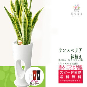7号 観葉植物の人気商品 通販 価格比較 価格 Com