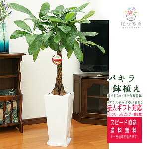 ϗtA pL 7p픫 100cm ypach07-0045 z^ JXj Vzj av[g zj CeA AWA _ XNGA   Money Tree ɉh e J