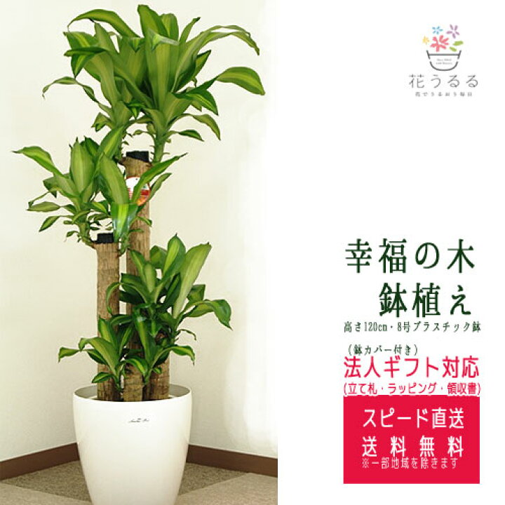 楽天市場】観葉植物 幸福の木8号プラスチック鉢(鉢カバー付) 高さ約1.2 