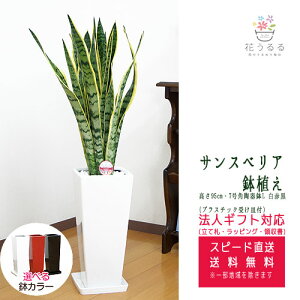 ϗtA TXxA 7 p픫X(ԍ)95cm TZxA gmIysans07-00678z JXj Vzj av[g zj CeA AWA _ XNGA 