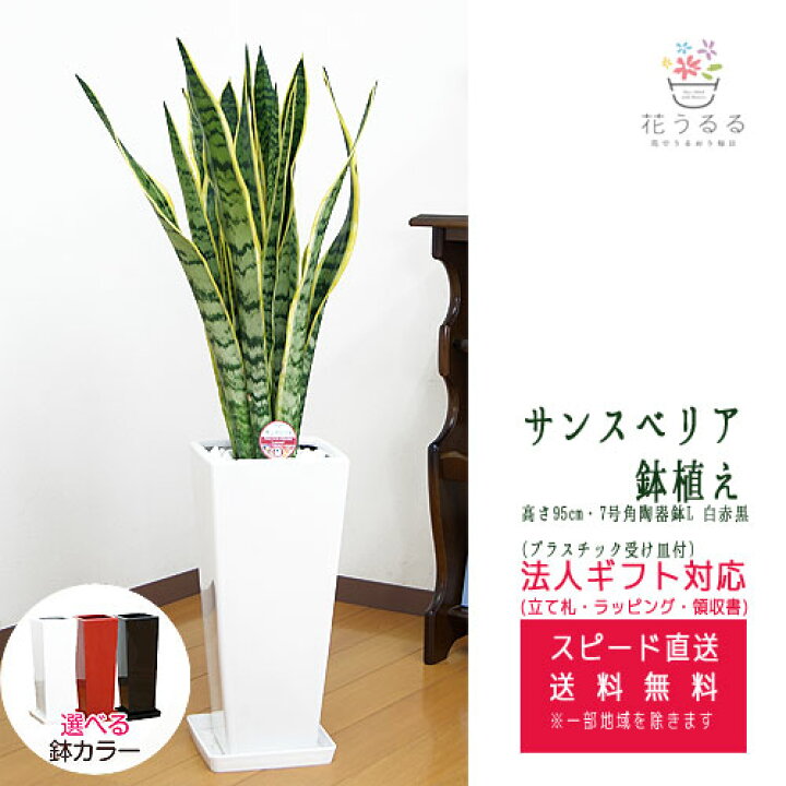楽天市場 観葉植物 サンスベリア 7号 角陶器鉢スリム 白赤黒 高さ約95cm サンセベリア トラノオ Sans07 開店祝い 新築祝い 誕生日プレゼント 引越し祝い インテリア アジアン モダン スクエア おしゃれな植木鉢 送料無料 花うるる 花でうるおう毎日
