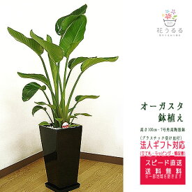 観葉植物 ストレリチア・オーガスタ7号角高陶器鉢(白黒) 高さ約1m 【augu07-0045】大型 開店祝い 新築祝い 誕生日プレゼント 引越祝い インテリア スクエア おしゃれ鉢 送料無料