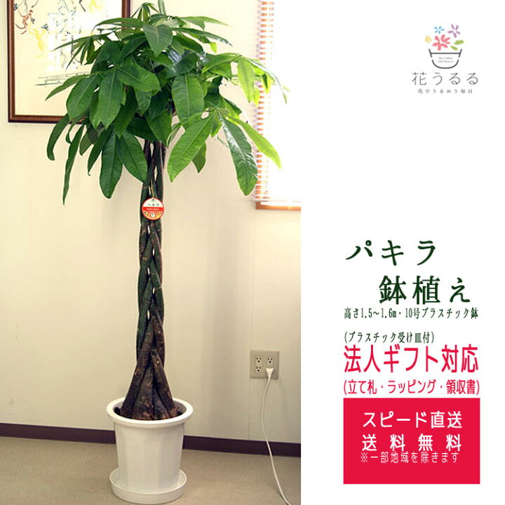 楽天市場】観葉植物 パキラ 10号プラスチック鉢 高さ約1.6m前後 