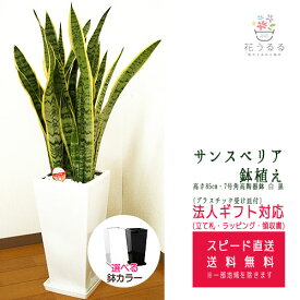 観葉植物 サンスベリア7号角高陶器鉢(白 黒) 高さ約85cm サンセベリア トラノオ【sans07-0045 】 開店祝い 新築祝い 誕生日プレゼント 引越し祝い インテリア アジアン モダン スクエア おしゃれな植木鉢 送料無料