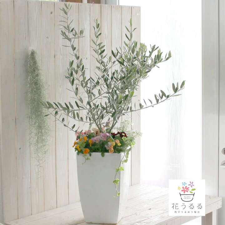 楽天市場 送料無料 オリーブの木 季節の花を寄せ植え 高さ100cm 130cm前後 個体差あり オリーブ 鉢植え 開店祝い 店舗 メインツリー シンボルツリー 寄せ植え 玄関先 おしゃれ フラワー ギフト ガーデニング セット 贈り物 鉢 誕生日 ギフト 新築祝いなどに