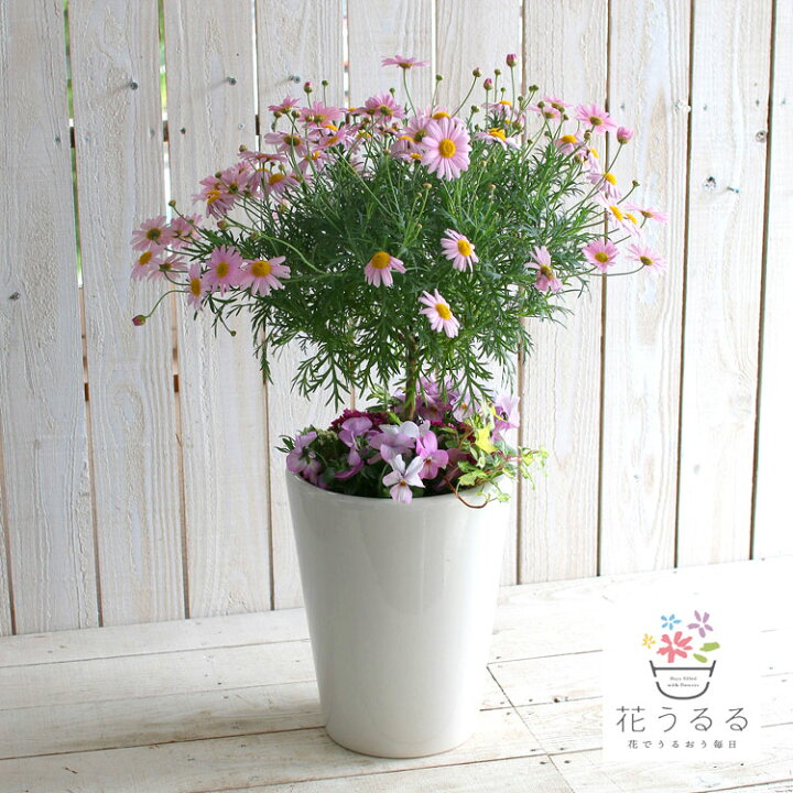 楽天市場 送料無料 2鉢限定 マーガレットの春色トピアリー寄せ植え 7号鉢 寄せ植え 秋 冬 フラワー ガーデニング 贈り物 鉢 誕生日 ギフト お祝い プレゼント 等に 花うるる 花でうるおう毎日 楽天市場 送料無料 2鉢限定 マーガレットの春色トピアリー寄せ植え 7号鉢 寄せ植え 秋 冬 フラワー ガーデニング 贈り物 鉢 誕生日 ギフト お祝い プレゼント 等に 花うるる 花でうるおう毎日