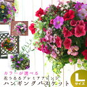 花うるる おまかせハンギング 寄せ植え Lサイズ(4月から11月まで開花) (セット ギフト 花 鉢 寄植え 鉢植え 壁掛け ハンギングバスケット 通販 プレゼント 花ギフト おしゃれ 珍しい 苗 玄関 お花 フラワーギフト 誕生日 完成品 花苗 プランター 夏 春 開店祝い