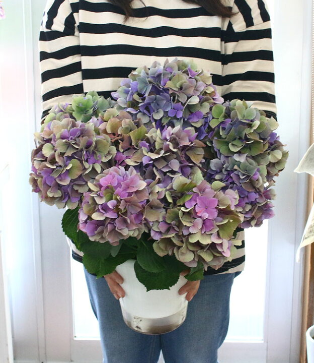 楽天市場 秋色アジサイ ハイドランジア ６号鉢 アンティーク 秋色 紫陽花 山口パープル 山口秋色 あじさい 鉢植え アジサイ 紫陽花 秋色 品種 花うるる 花でうるおう毎日